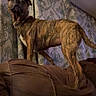 dog, brindle, couch, indoor, curtains, pet, animal, furniture, brown, standing, ears_up, looking_up, home, domestic, canine, living_room, fabric, patterned, mammal, collar