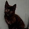 Kitty is registered to the contest to win money with this photo: kitten, cat, tortoiseshell, pet, animal, feline, indoor, curious, sitting, paw, orange_paw, fur, whiskers, ears, face, young, small, gray_wall, ledges, cute