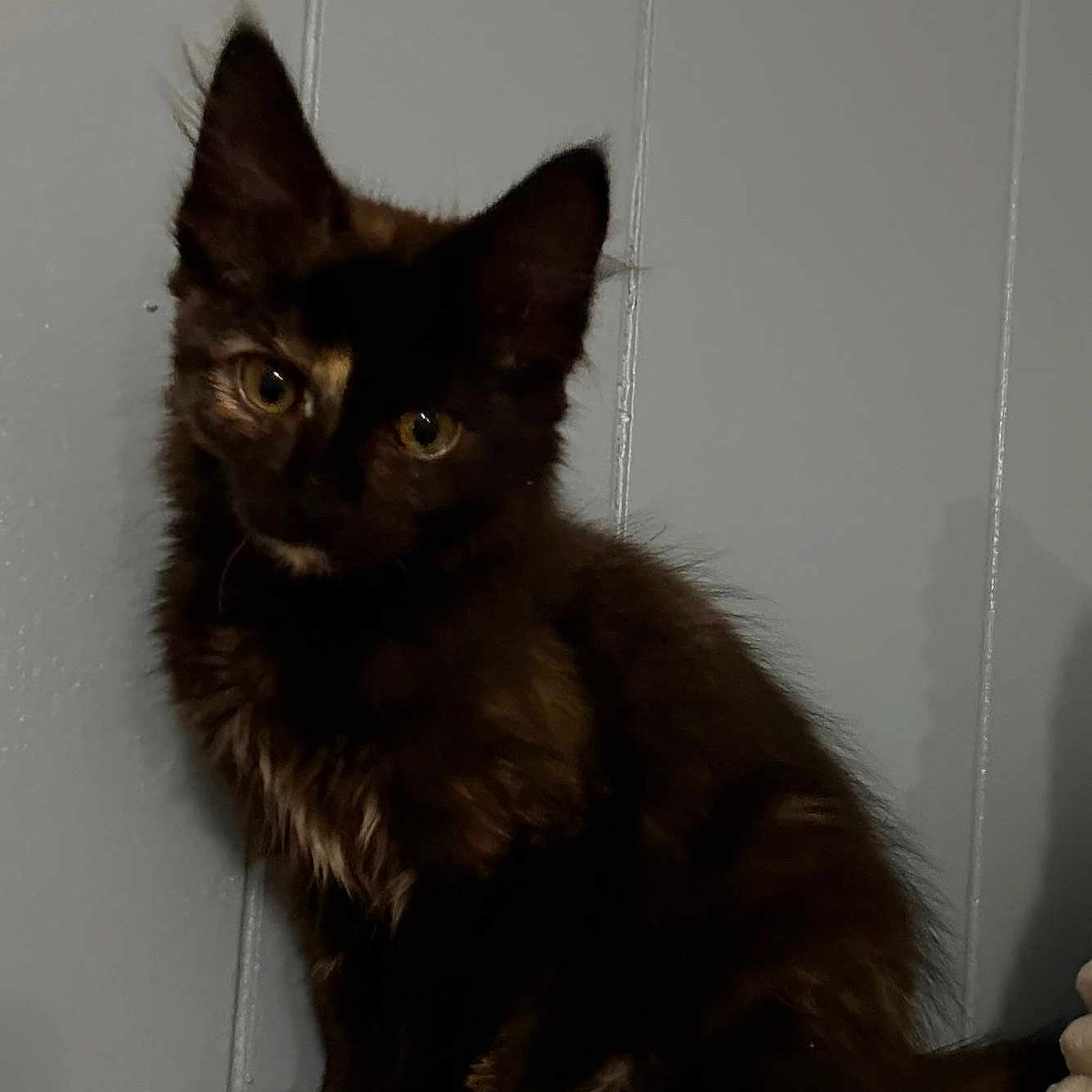 Kitty