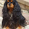 animal, black_fur, canine, companion, curly_hair, cute, dog, ears, fur_texture, long_hair, mammal, outdoor, paw, pet, portrait, sitting, snout, stone, tan_fur, well_groomed