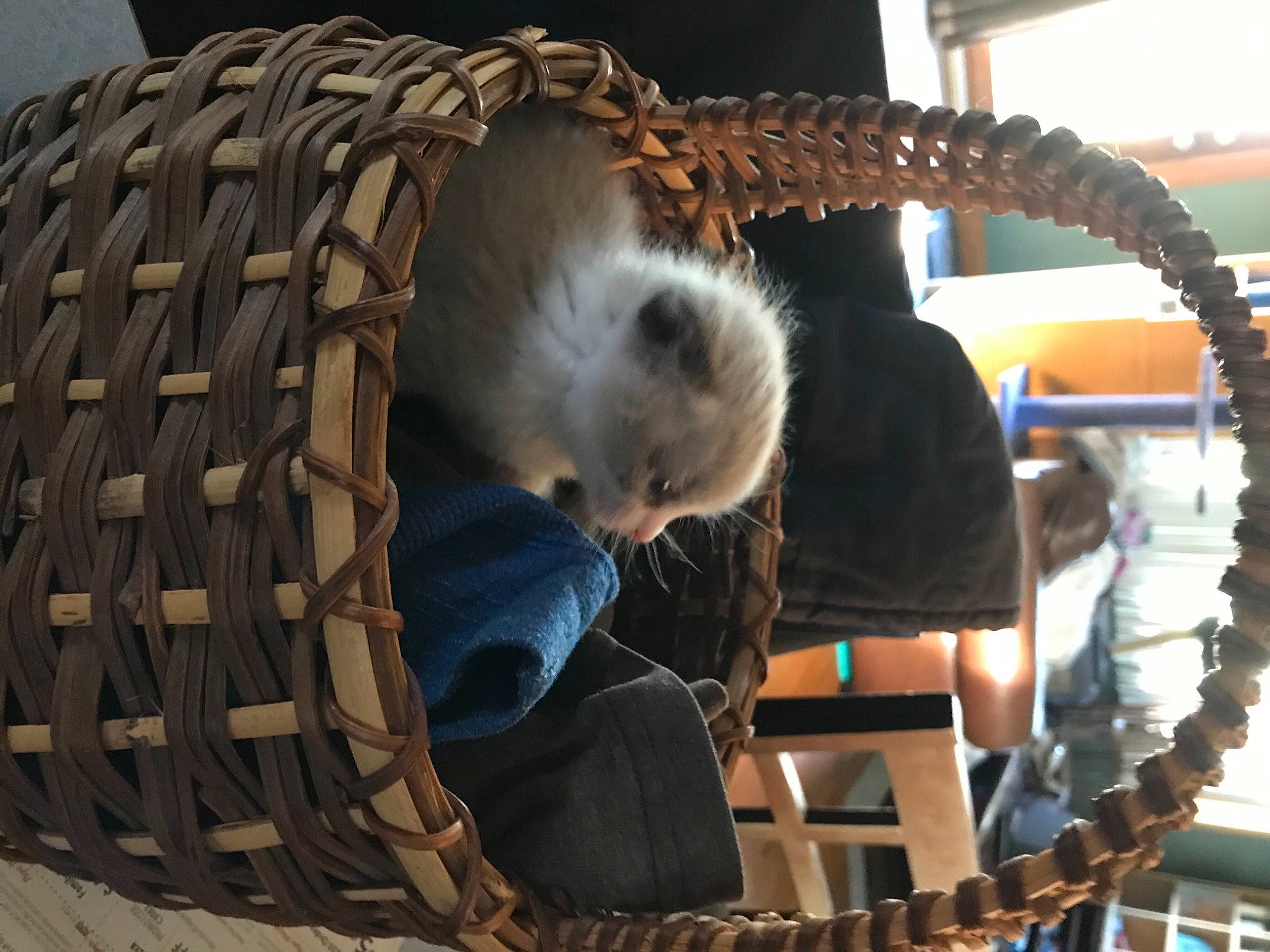 Everest joined the competition — help win amazing prizes! basket, canidae, carnivore, cat, cat_bed, comfort, companion_dog, domestic_short_haired_cat, fawn, felidae, fur, mammal, small_to_medium_sized_cats, snout, sporting_group, tail, tree, whiskers, wicker, wood