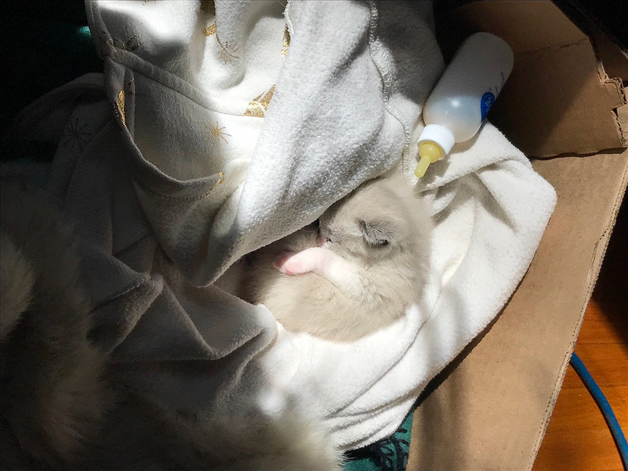 Everest joined the competition — help win amazing prizes! carnivore, cat, comfort, domestic_short_haired_cat, felidae, fur, linens, musical_instrument, nap, paper, paw, plant, room, sleep, small_to_medium_sized_cats, whiskers