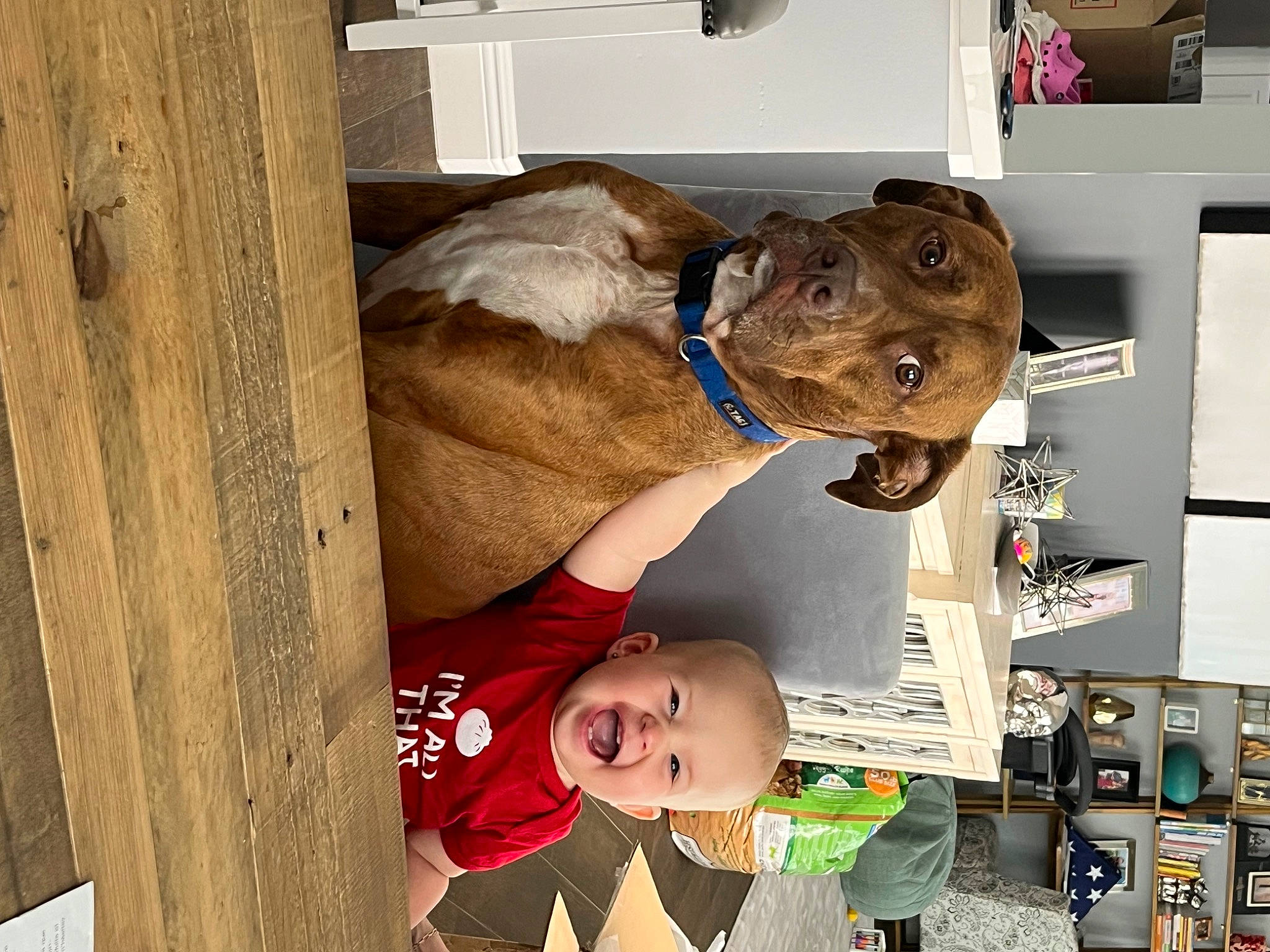 Bree is registered to the contest to win money with this photo: canidae, carnivore, child, companion_dog, dog, dog_breed, ear, fawn, fur, happy, jaw, liver, person, room, smile, snout, sporting_group, t_shirt, toddler, wood