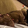 puppy, dog, sleeping, brown, collar, couch, indoor, cozy, pet, animal, resting, closeup, fur, cute, domestic, relaxing, home, comfort, soft, young