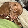 puppy, dog, sleeping, brown, blanket, cozy, cute, fur, pet, animal, paw, snout, indoors, resting, young, soft, warm, relaxing, closeup, napping