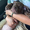puppy, dog, sleeping, blanket, person, arms, car_interior, seatbelt, casual_clothing, bracelet, ring, window, daylight, relaxed, cute, pet, companion, resting, soft, cozy