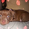 puppy, dog, brown_dog, lying_down, pillow, cute, pet, indoors, close_up, face, ears, eyes, nose, fur, resting, cozy, blanket, filter, sparkles, red_lips
