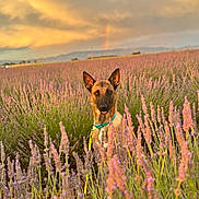Valko participe au concours pour gagner de l'argent avec cette photo : dog, lavender_field, sunset, rainbow, nature, outdoor, animal, flower, sky, cloud, greenery, collar, leash, canine, plant, scenic, peaceful, colorful, summer, portrait