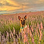 dog, lavender_field, sunset, rainbow, nature, outdoor, animal, flower, sky, cloud, greenery, collar, leash, canine, plant, scenic, peaceful, colorful, summer, portrait