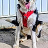 dog, black_and_white, red_harness, sitting, tongue_out, outdoor, concrete, fence, sunny, pet, animal, canine, happy, fur, ears, tail, leash, playful, companion, friendly