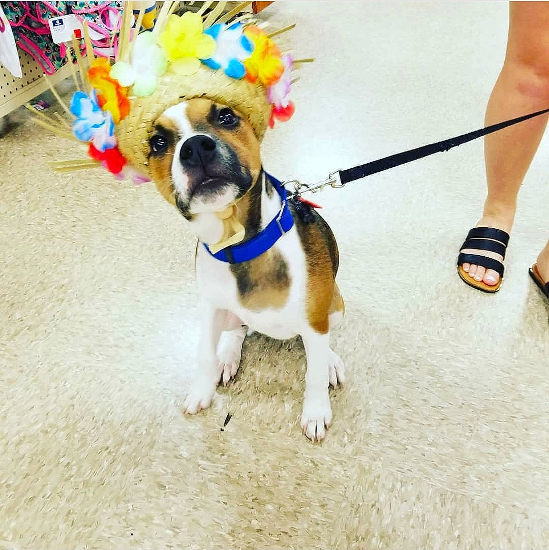 Cooper joined the competition — help win amazing prizes! ankle, calf, canidae, carnivore, collar, companion_dog, dog, dog_breed, dog_clothes, dog_collar, dog_supply, dog_walking, foot, fur, leash, pet_supply, snout, sporting_group, vertebrate, working_animal