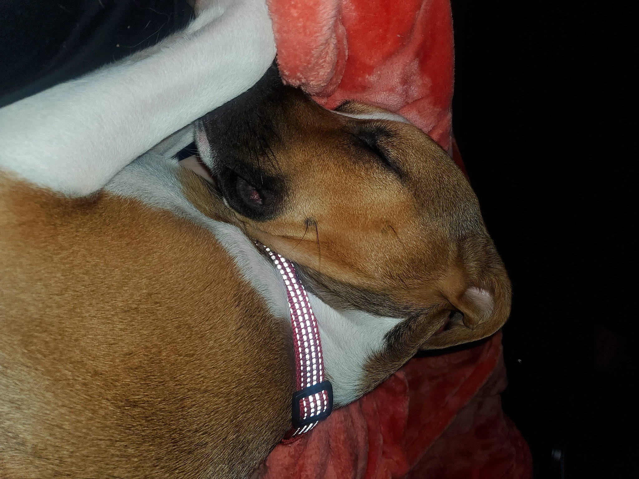 Cooper is registered to the contest to win money with this photo: canidae, carnivore, collar, companion_dog, dog, dog_breed, fawn, liver, mammal, snout, whiskers, working_animal, working_dog