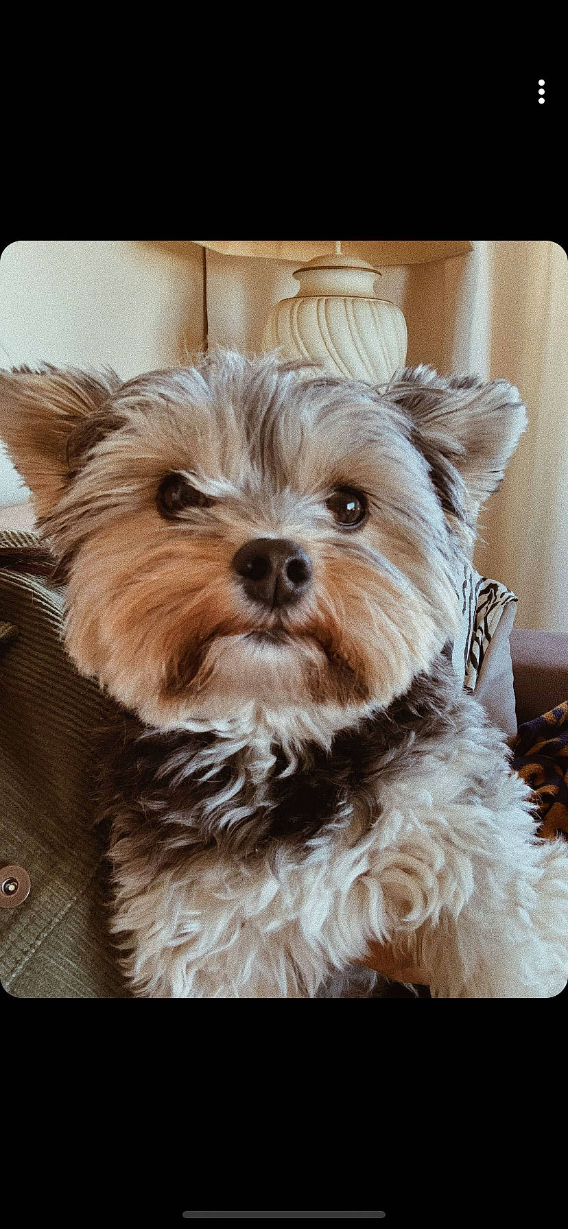 Nala
