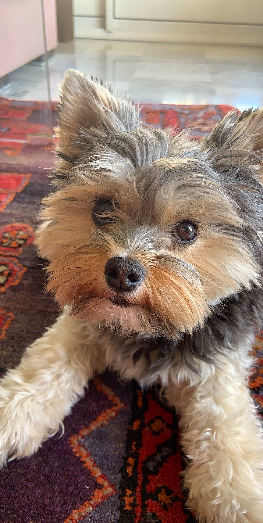 Nala a rejoint le concours — aidez-le/la à gagner de superbes lots ! biewer_terrier, canidae, carnivore, companion_dog, dog, dog_breed, fur, liver, maltepoo, puppy_love, small_terrier, snout, sporting_group, terrestrial_animal, terrier, toy_dog, whiskers, working_animal, yorkipoo, yorkshire_terrier