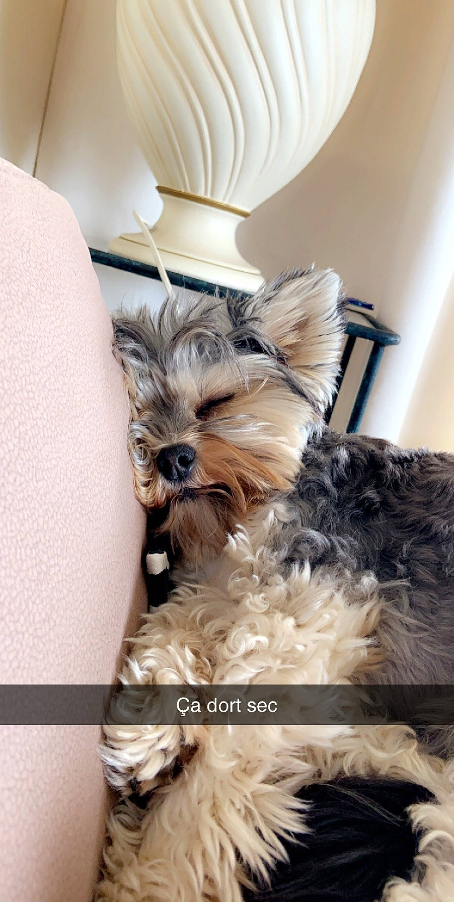 Nala participe au concours pour gagner de l'argent avec cette photo : biewer_terrier, canidae, carnivore, comfort, companion_dog, dog, dog_breed, dog_supply, fashion_accessory, fawn, fur, liver, maltepoo, small_terrier, sporting_group, terrier, toy_dog, working_animal, yorkipoo, yorkshire_terrier