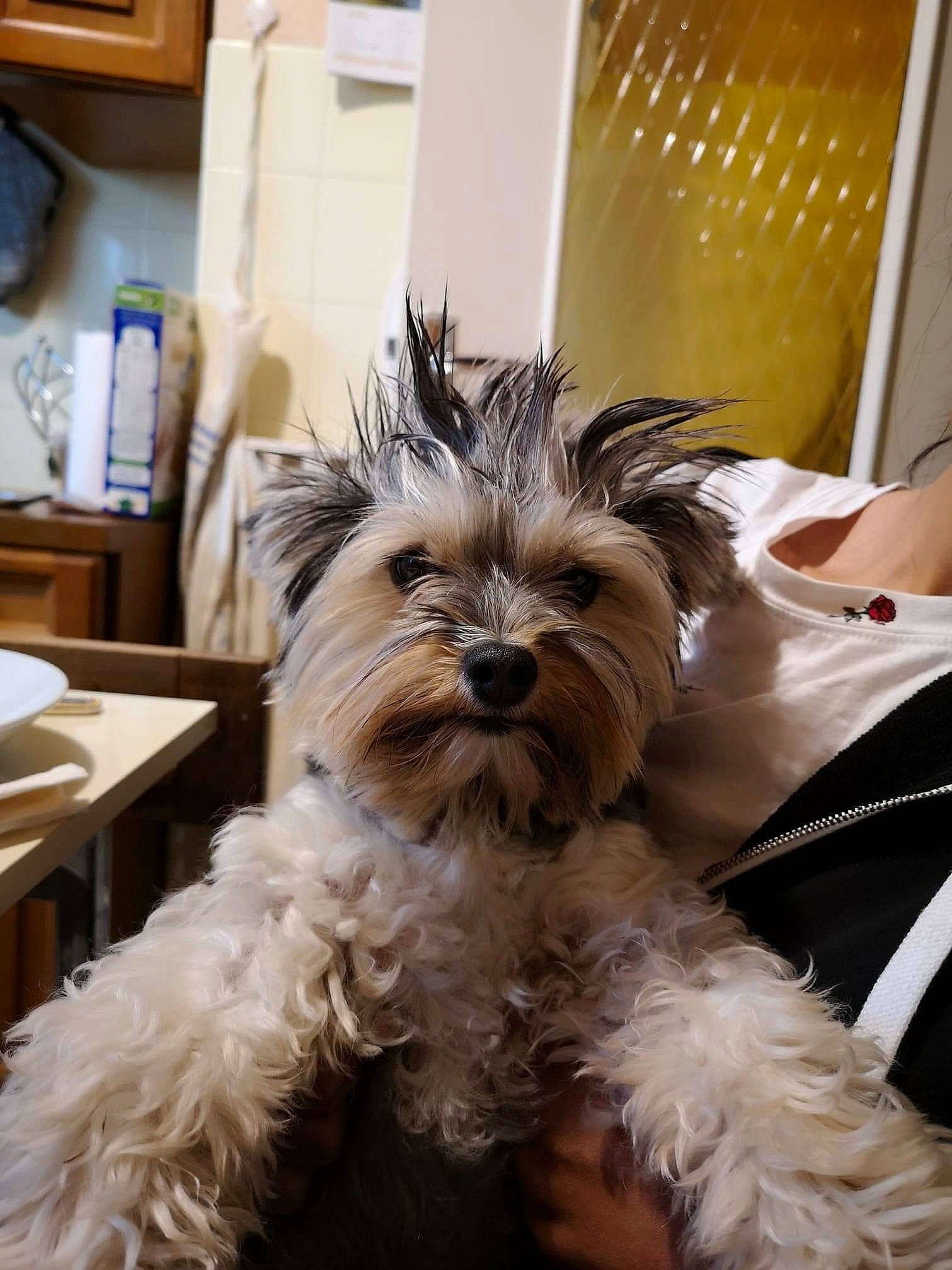 Nala a rejoint le concours — aidez-le/la à gagner de superbes lots ! biewer_terrier, canidae, carnivore, companion_dog, dog, dog_breed, ear, eye, fur, liver, maltepoo, puppy, shih_poo, small_terrier, snout, sporting_group, terrier, toy_dog, working_animal, yorkipoo