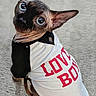 sphynx_cat, cat, pet, animal, shirt, clothing, love_boy, indoor, carpet, large_eyes, hairless, cute, tilted_head, looking_up, feline, domestic_animal, portrait, whiskers, ears, sitting