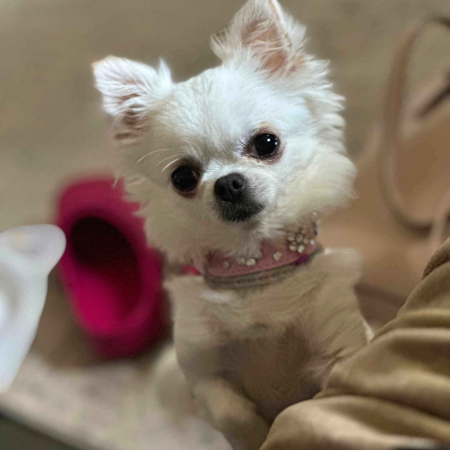 Miss Gidget joined the competition — help win amazing prizes! accessories, animal, ankle, bodypart, canine, cat, chihuahua, cockerspaniel, couch, dog, eskimodog, furniture, jewelry, papillon, person, pet, poodle, puppy, terrier, whitedog