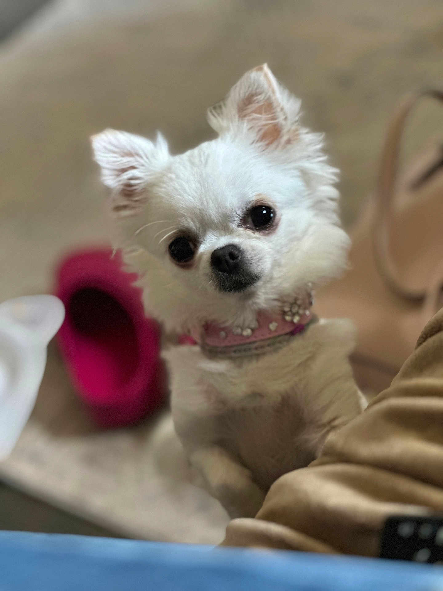 Miss Gidget joined the competition — help win amazing prizes! accessories, animal, ankle, bodypart, canine, cat, chihuahua, cockerspaniel, couch, dog, eskimodog, furniture, jewelry, papillon, person, pet, poodle, puppy, terrier, whitedog