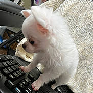 Miss Gidget is registered to the contest to win money with this photo: animal, canine, cat, computer, computerhardware, computerkeyboard, dog, electronics, eskimodog, furniture, hardware, laptop, machine, monitor, pc, pet, puppy, screen, spoke, whitedog