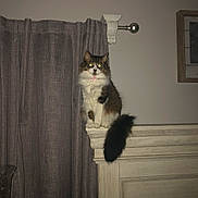 Josie is registered to the contest to win money with this photo: cat, indoor, curtains, headboard, furniture, fluffy_tail, flash, wall, perched, night, pet, animal, domestic_cat, window_treatment, brown, white, black, fur, sitting, glowing_eyes