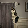 cat, indoor, curtains, headboard, furniture, fluffy_tail, flash, wall, perched, night, pet, animal, domestic_cat, window_treatment, brown, white, black, fur, sitting, glowing_eyes