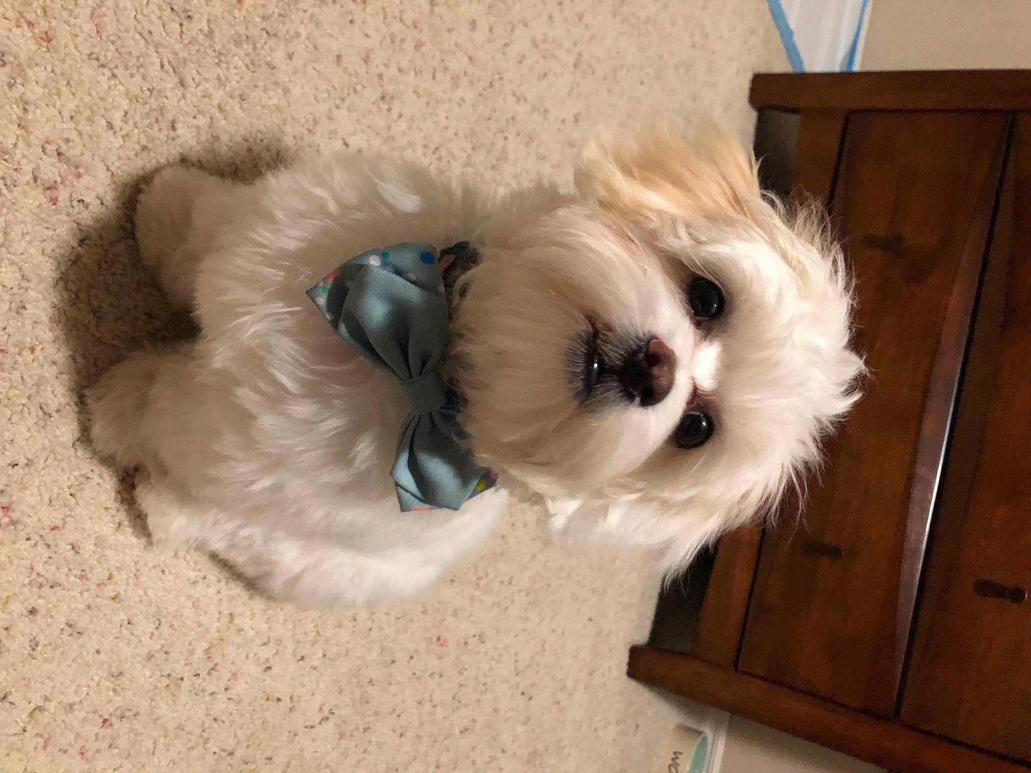 Fletcher joined the competition — help win amazing prizes! camera, canidae, carnivore, companion_dog, dog, dog_breed, dog_clothes, dog_supply, fawn, felidae, small_terrier, snout, sporting_group, stuffed_toy, tail, terrier, toy, toy_dog, whiskers, working_animal