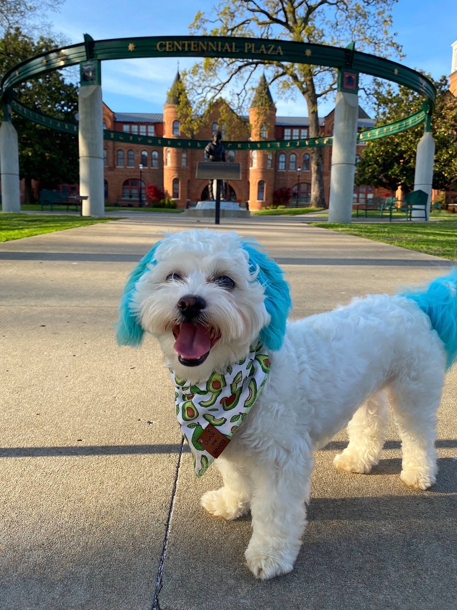 Fletcher joined the competition — help win amazing prizes! asphalt, blue, carnivore, collar, companion_dog, dog, dog_breed, dog_collar, dog_supply, fawn, grass, green, leash, plant, road_surface, sky, snout, toy_dog, tree, working_animal