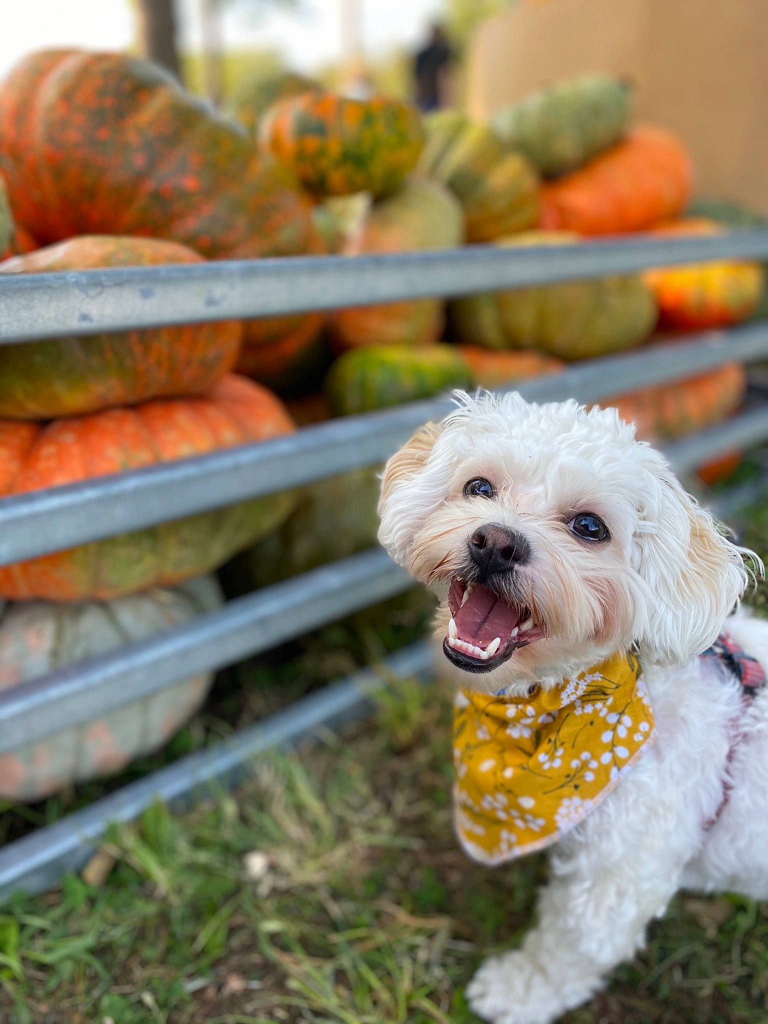 Fletcher is registered to the contest to win money with this photo: calabaza, carnivore, collar, companion_dog, dog, dog_breed, dog_clothes, dog_collar, dog_supply, fashion_accessory, food, grass, leash, natural_foods, plant, small_terrier, snout, sporting_group, terrier, toy_dog