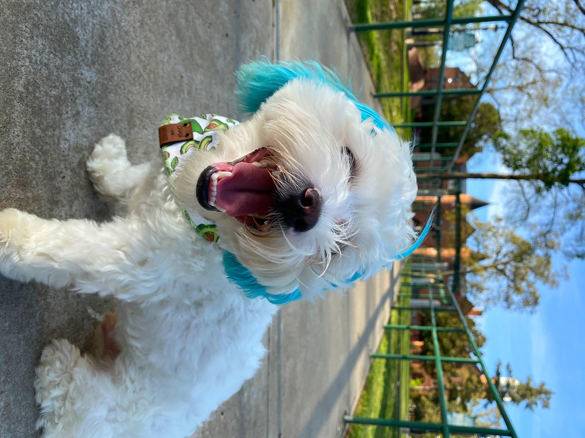 Fletcher is registered to the contest to win money with this photo: carnivore, collar, companion_dog, dog, dog_breed, dog_clothes, dog_collar, dog_supply, event, leash, pet_supply, plant, sky, small_terrier, sunglasses, tail, terrier, toy_dog, tree, working_animal