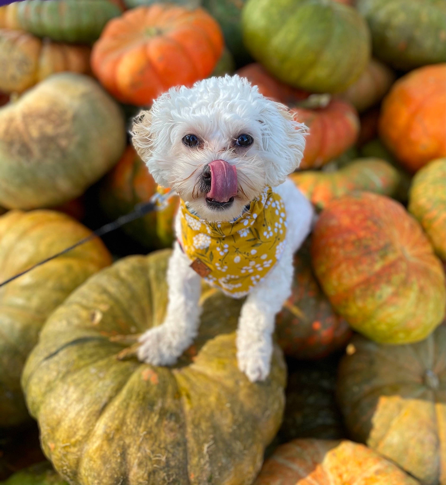 Fletcher is registered to the contest to win money with this photo: art, calabaza, carnivore, companion_dog, cucurbita, dog, dog_breed, fawn, felidae, gourd, natural_foods, orange, plant, pumpkin, snout, stuffed_toy, toy, toy_dog, vegetable, winter_squash