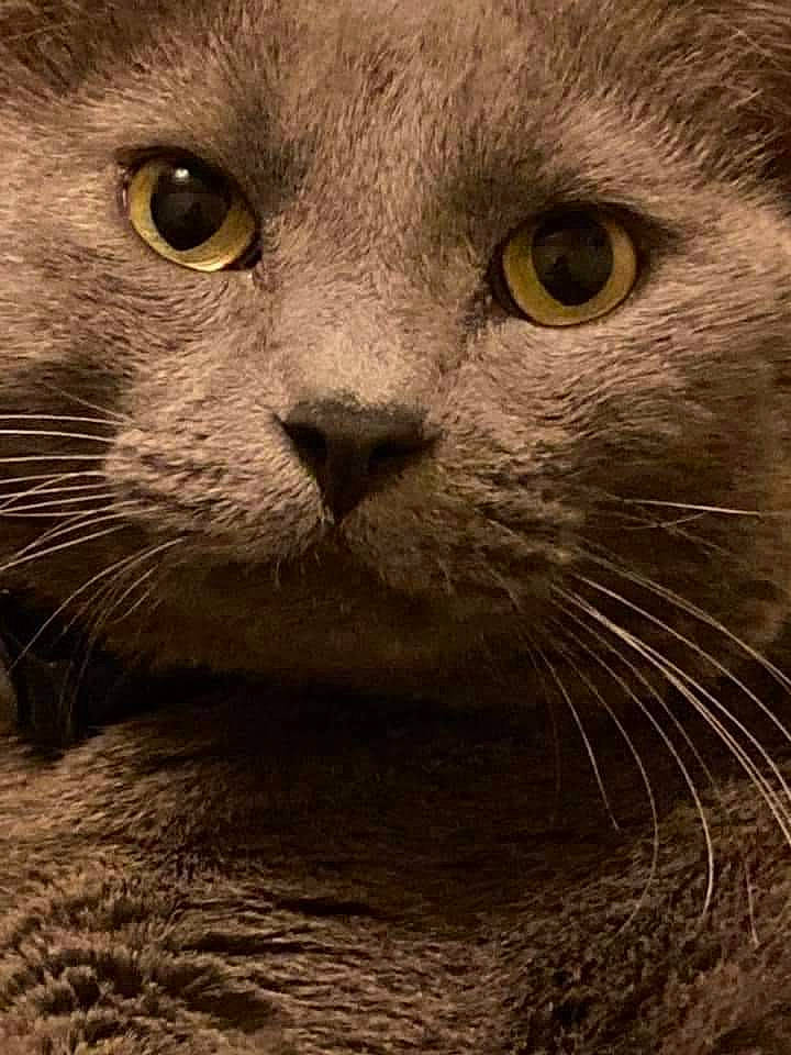 Bubby is registered to the contest to win money with this photo: carnivore, cat, close_up, domestic_short_haired_cat, felidae, fur, grey, iris, small_to_medium_sized_cats, snout, terrestrial_animal, whiskers, wildlife