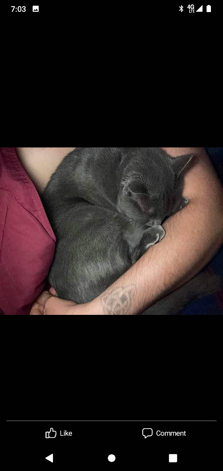 Bubby is registered to the contest to win money with this photo: carnivore, cloud, comfort, companion_dog, darkness, dog_breed, domestic_short_haired_cat, felidae, flash_photography, flesh, font, fur, gesture, grey, human_leg, paw, sky, small_to_medium_sized_cats, whiskers, wrinkle