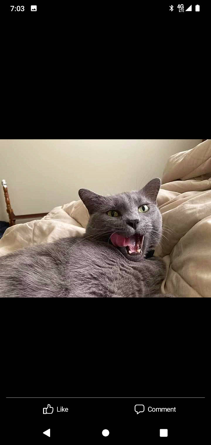 Bubby is registered to the contest to win money with this photo: art, carnivore, comfort, felidae, fur, grey, jaw, sitting, small_to_medium_sized_cats, terrestrial_animal, whiskers