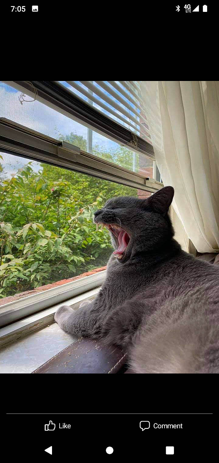 Bubby is registered to the contest to win money with this photo: black_cat, carnivore, cat, comfort, curtain, domestic_short_haired_cat, eye, felidae, fur, head, plant, small_to_medium_sized_cats, snout, tail, tints_and_shades, tree, whiskers, wildlife, window, windshield