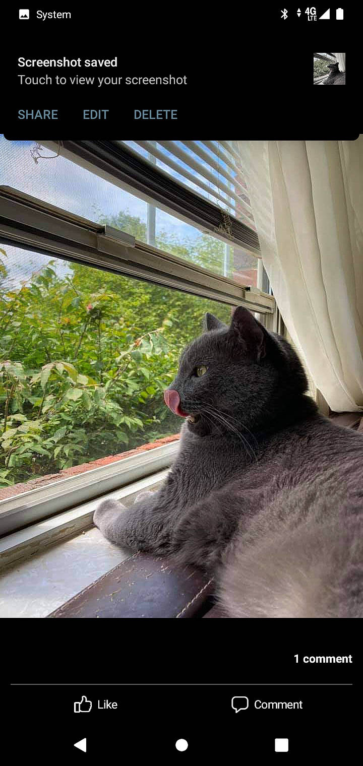Bubby joined the competition — help win amazing prizes! carnivore, cat, curtain, domestic_short_haired_cat, felidae, fur, glass, light, plant, shade, small_to_medium_sized_cats, snout, tail, terrestrial_animal, tints_and_shades, tree, whiskers, wildlife, window, windshield