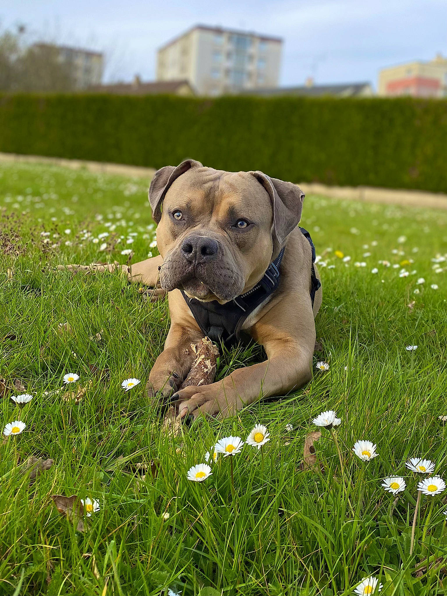 Venom a rejoint le concours — aidez-le/la à gagner de superbes lots ! building, carnivore, collar, companion_dog, dog, dog_breed, fawn, flower, grass, grass_family, grassland, groundcover, happy, lawn, meadow, people_in_nature, plant, prairie, sky, working_animal