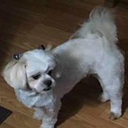 Bridgette joined the competition — help win amazing prizes! adorable, animal, bow, canine, companion, cute, dog, domestic, fluffy, friendly, fur, household, indoor, looking_away, mammal, pet, small_dog, standing, white_dog, wooden_floor