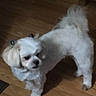 adorable, animal, bow, canine, companion, cute, dog, domestic, fluffy, friendly, fur, household, indoor, looking_away, mammal, pet, small_dog, standing, white_dog, wooden_floor