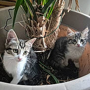 Missy Et Lizy participe au concours pour gagner de l'argent avec cette photo : kitten, cat, plant_pot, indoor, houseplant, soil, green_leaves, curious, feline, pet, young_animal, whiskers, ears, sitting, fur, tabby, cute, eyes, natural_light, domestic