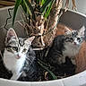 kitten, cat, plant_pot, indoor, houseplant, soil, green_leaves, curious, feline, pet, young_animal, whiskers, ears, sitting, fur, tabby, cute, eyes, natural_light, domestic