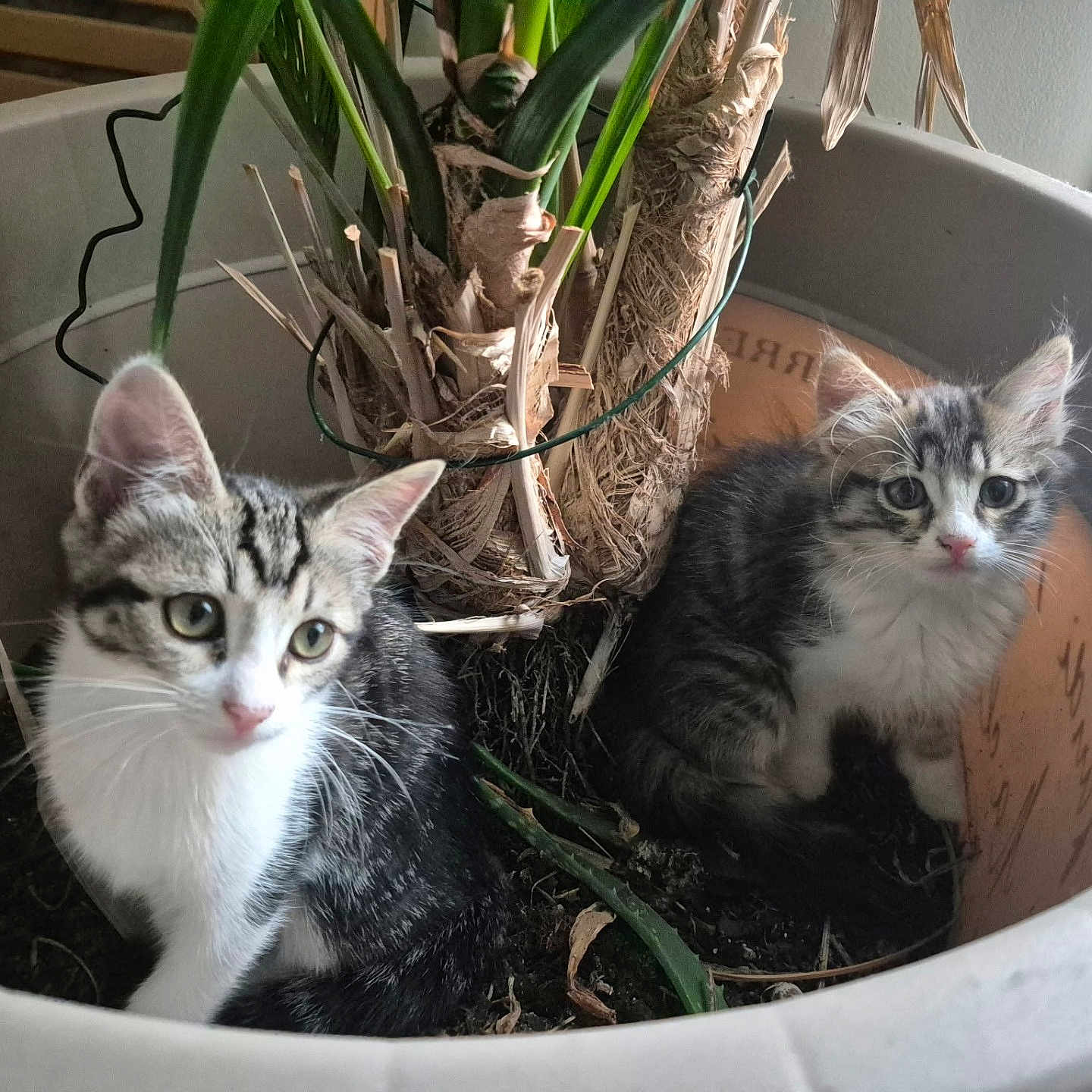 Missy Et Lizy participe au concours pour gagner de l'argent avec cette photo : kitten, cat, plant_pot, indoor, houseplant, soil, green_leaves, curious, feline, pet, young_animal, whiskers, ears, sitting, fur, tabby, cute, eyes, natural_light, domestic
