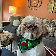 Louie is registered to the contest to win money with this photo: bandana, clock, couch, cute, decor, dog, face, fur, green, home, indoor, lamp, living_room, orange_wall, pet, pillows, shamrock, shih_tzu, sitting, small_dog