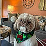 bandana, clock, couch, cute, decor, dog, face, fur, green, home, indoor, lamp, living_room, orange_wall, pet, pillows, shamrock, shih_tzu, sitting, small_dog
