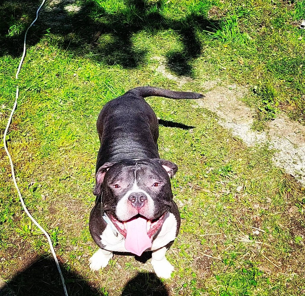 Hades is registered to the contest to win money with this photo: bulldog, carnivore, collar, companion_dog, dog, dog_breed, dog_collar, eye, fawn, grass, groundcover, leash, liver, pet_supply, plant, snout, tail, toy_dog, whiskers, working_animal