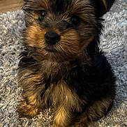 Winston joined the competition — help win amazing prizes! puppy, dog, pet, cute, fluffy, fur, animal, indoor, carpet, small, brown, black, sitting, young, adorable, portrait, domestic_animal, companion, looking, friendly