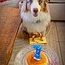 dog, birthday, party_hat, cake, candle, number_one, celebration, indoor, living_room, couch, guitar, blanket, carpet, table, plate, food, toy, brown_and_white, sitting, portrait