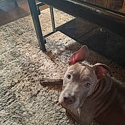 Wanda Powell joined the competition — help win amazing prizes! animal, bulldog, canine, dog, furniture, hardwood, homedecor, hound, indoors, interiordesign, pet, pitbull, plant, pointer, pottedplant, puppy, rug, snout, table, wood