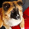 dog, fluffy, brown, black, white, pet, canine, indoor, couch, red, fur, portrait, animal, resting, looking_away, ears, snout, paw, domestic_animal, companion