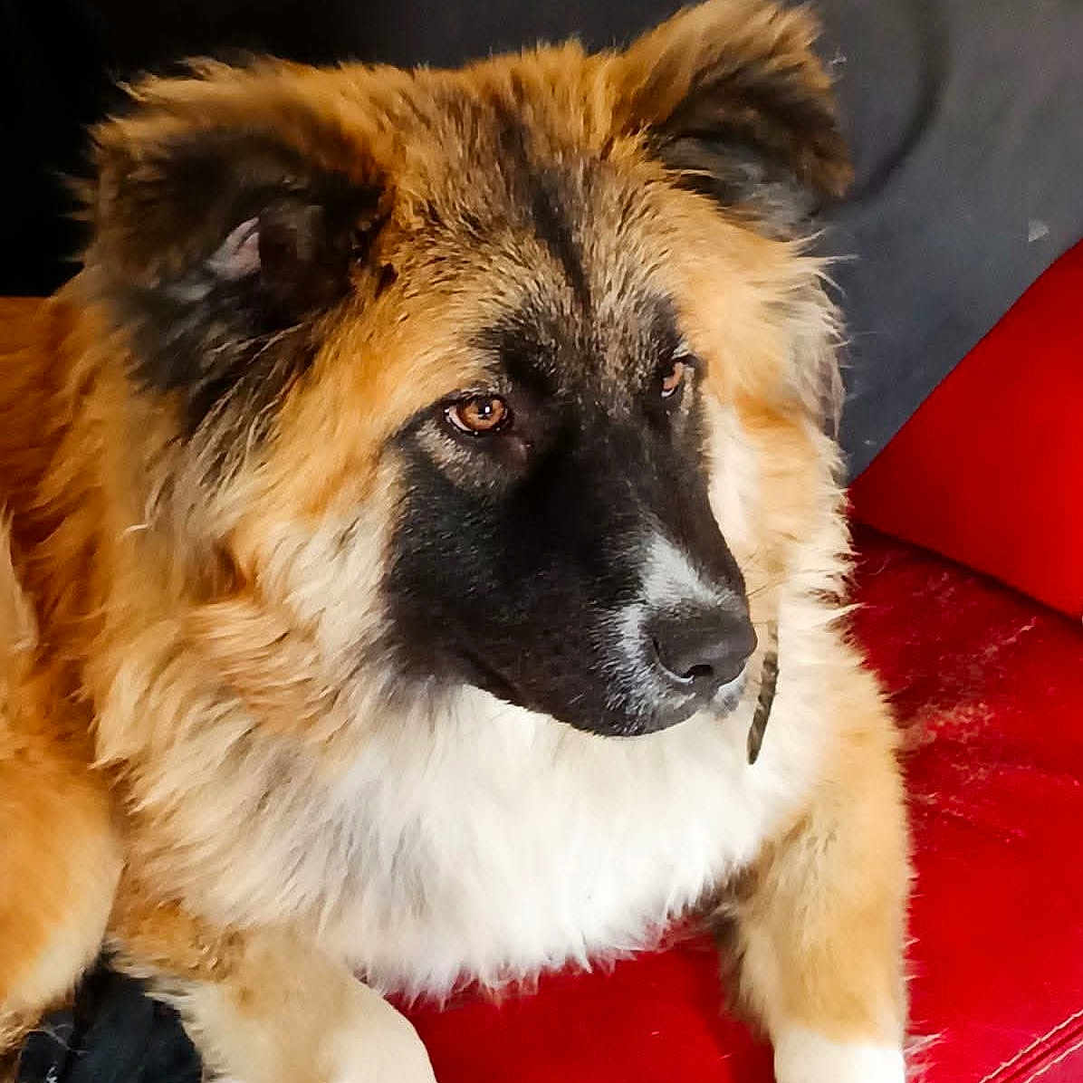 Calypso